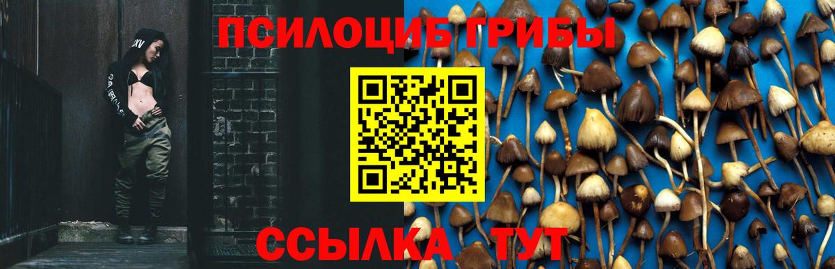 Псилоцибиновые грибы Psilocybe Егорьевск